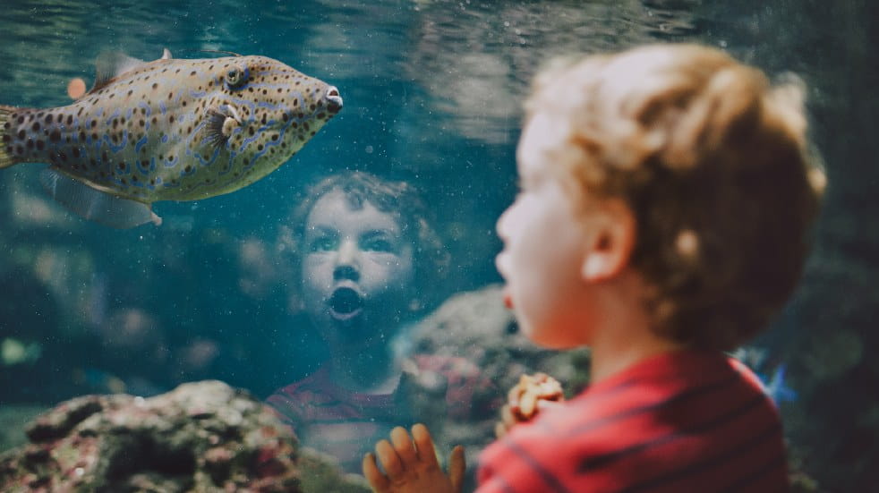 Boy looking at fish in aquarium